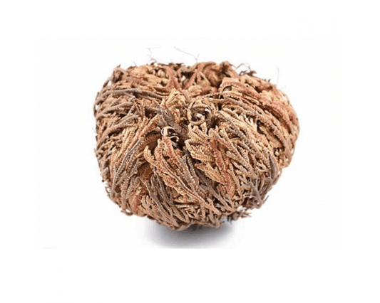 Rose of Jericho